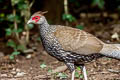 Kalij Pheasant Lophura leucomelanos crawfurdii