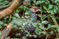 Kalij Pheasant Lophura leucomelanos crawfurdii