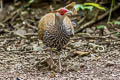 Kalij Pheasant Lophura leucomelanos crawfurdii