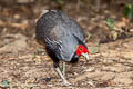 Kalij Pheasant Lophura leucomelanos crawfurdii