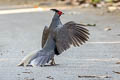 Kalij Pheasant Lophura leucomelanos lineata