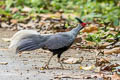 Kalij Pheasant Lophura leucomelanos lineata