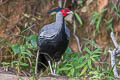 Kalij Pheasant Lophura leucomelanos lineata