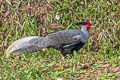 Kalij Pheasant Lophura leucomelanos lineata