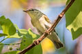 Kamchatka Leaf Warbler Phylloscopus examinandus