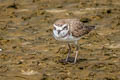 Kentish Plover Anarhynchus alexandrinus alexandrinus