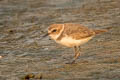 Kentish Plover Anarhynchus alexandrinus alexandrinus