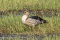 Knob-billed Duck Sarkidiornis melanotos