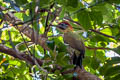 Laced Woodpecker Picus vittatus eurous