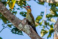 Laced Woodpecker Picus vittatus eurous