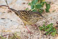 Lanceolated Warbler Locustella lanceolata lanceolata