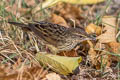 Lanceolated Warbler Locustella lanceolata lanceolata