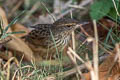 Lanceolated Warbler Locustella lanceolata lanceolata