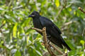 Large-billed Crow Corvus macrorhynchos macrorhynchos