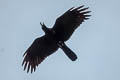 Large-billed Crow Corvus macrorhynchos macrorhynchos