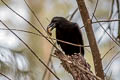 Large-billed Crow Corvus macrorhynchos macrorhynchos