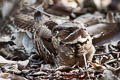 Large-tailed Nightjar Caprimulgus macrurus bimaculatus