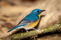 Large Blue Flycatcher Cyornis magnirostris