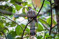 Large Hawk-Cuckoo Hierococcyx sparverioides