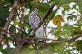 Large Hawk-Cuckoo Hierococcyx sparverioides