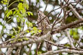 Large Hawk-Cuckoo Hierococcyx sparverioides