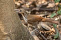 Large Scimitar Babbler Erythrogenys hypoleucos tickelli