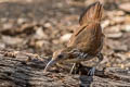 Large Scimitar Babbler Erythrogenys hypoleucos tickelli