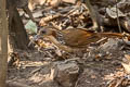 Large Scimitar Babbler Erythrogenys hypoleucos tickelli