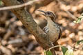 Large Scimitar Babbler Erythrogenys hypoleucos tickelli