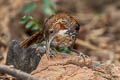 Large Scimitar Babbler Erythrogenys hypoleucos tickelli