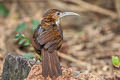 Large Scimitar Babbler Erythrogenys hypoleucos tickelli