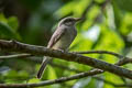 Large Woodshrike Tephrodornis virgatus annectens