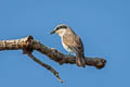 Large Woodshrike Tephrodornis virgatus mekongensis