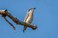 Large Woodshrike Tephrodornis virgatus mekongensis