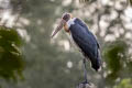 Lesser Adjutant Leptoptilos javanicus