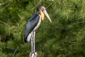 Lesser Adjutant Leptoptilos javanicus