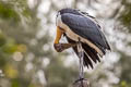 Lesser Adjutant Leptoptilos javanicus