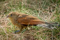 Lesser Coucal Centropus bengalensis bengalensis