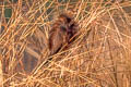 Lesser Coucal Centropus bengalensis bengalensis