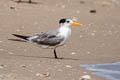 Lesser Crested Tern Thalasseus bengalensis bengalensis