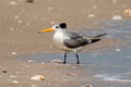 Lesser Crested Tern Thalasseus bengalensis bengalensis