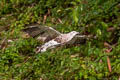 Lesser Fish Eagle Haliaeetus humilis humilis