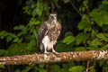 Lesser Fish Eagle Haliaeetus humilis humilis