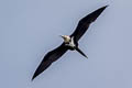 Lesser Frigatebird Fregata ariel ariel