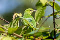 Lesser Green Leafbird Chloropsis cyanopogon septentrionalis