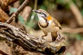 Lesser Necklaced Laughingthrush Garrulax monileger furscatus