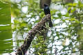 Lesser Racket-tailed Drongo Dicrurus remifer tectirostris