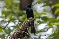 Lesser Racket-tailed Drongo Dicrurus remifer tectirostris