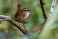 Lesser Shortwing Brachypteryx leucophris carolinae 