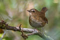 Lesser Shortwing Brachypteryx leucophris carolinae 